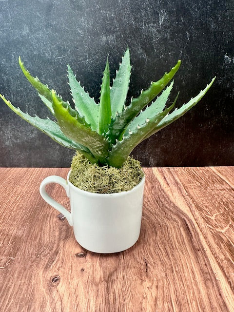 ALOE VERA PLANT IN COFFEE MUG