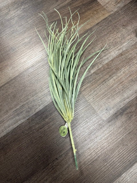 CURLY GRASS 20" T