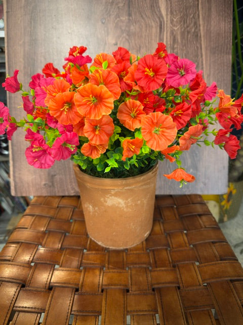 POTTED PETUNIA - ASSORTED