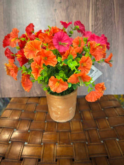 POTTED PETUNIA - ASSORTED