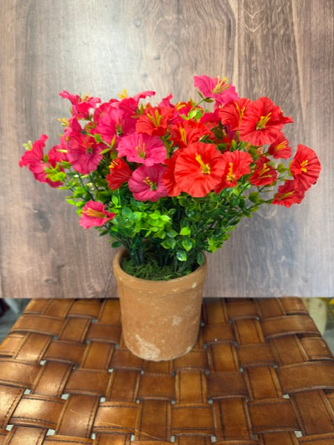 POTTED PETUNIA - ASSORTED