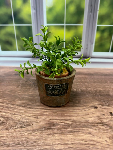 MINI OREGANO DROP-IN -  6"