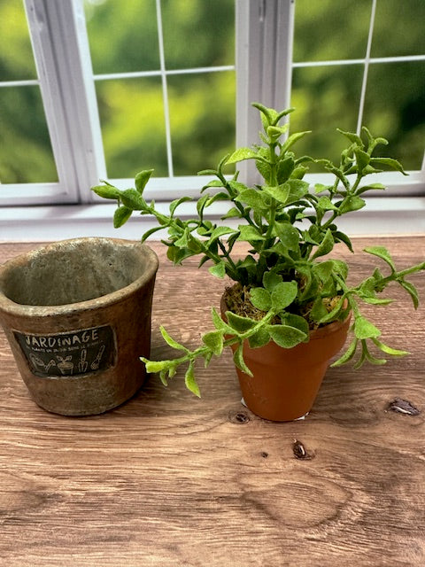 MINI OREGANO DROP-IN -  6"