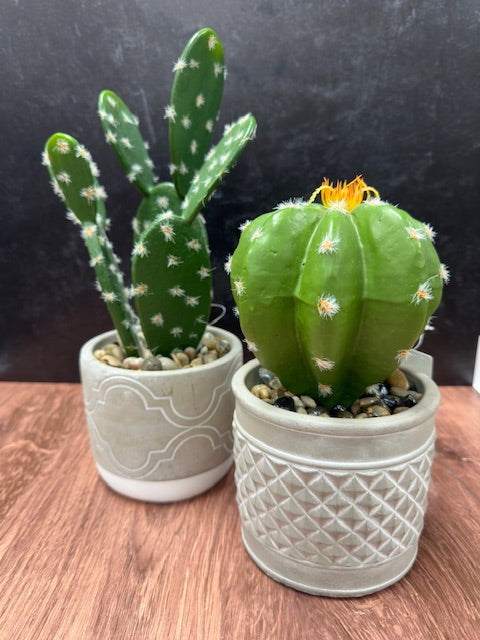 CACTUS PLANT IN GREY CEMENT POT