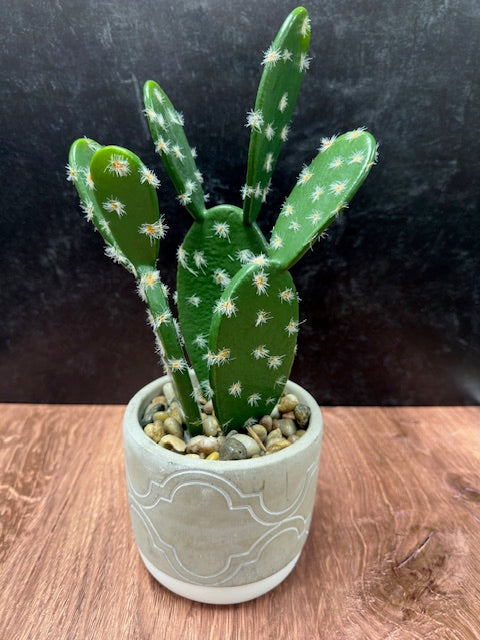 CACTUS PLANT IN GREY CEMENT POT