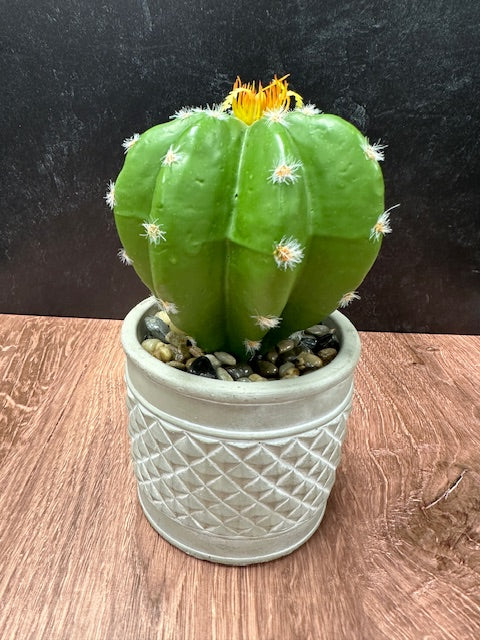 CACTUS PLANT IN GREY CEMENT POT