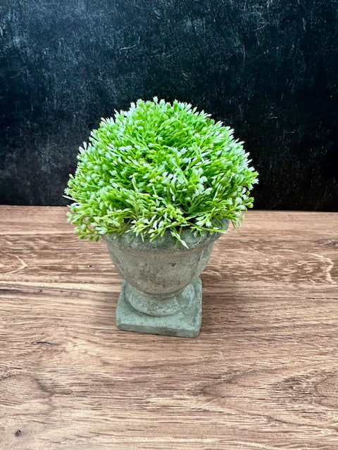 PLANT IN URN