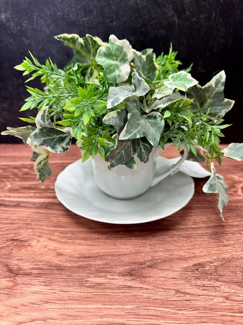 PLANT IN TEA CUP