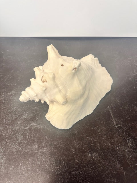 SEA SHELLS - ASSORTED