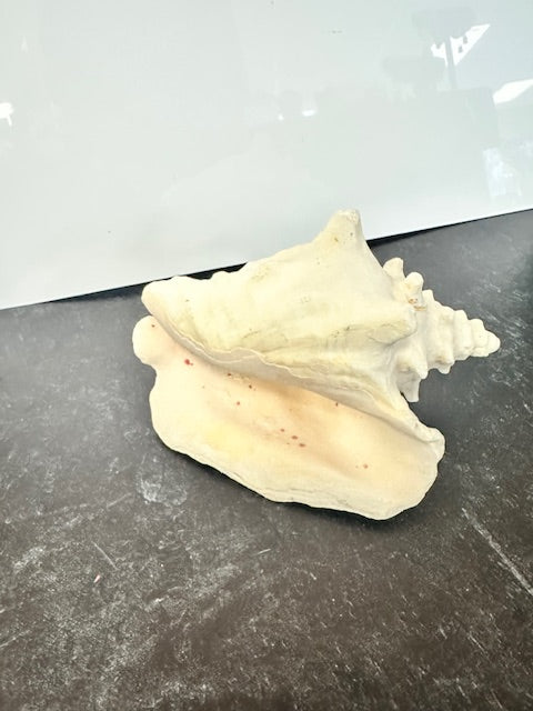 SEA SHELLS - ASSORTED