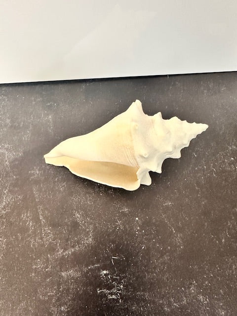 SEA SHELLS - ASSORTED