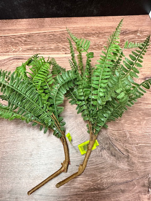 FERN