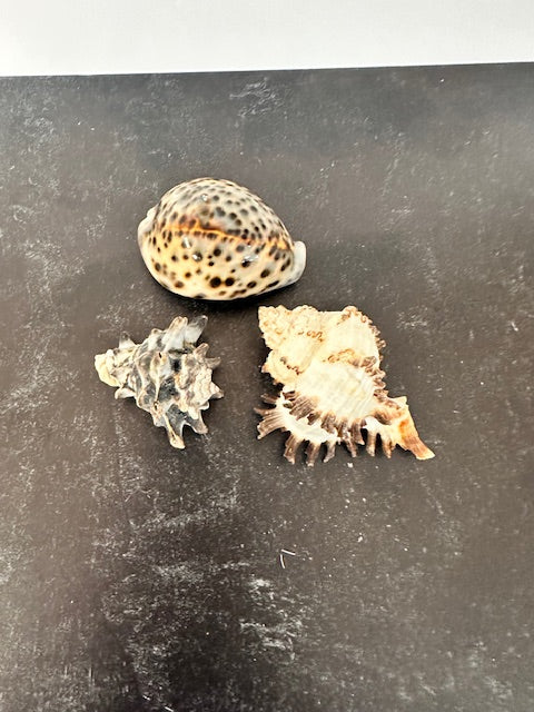 SEA SHELLS - ASSORTED