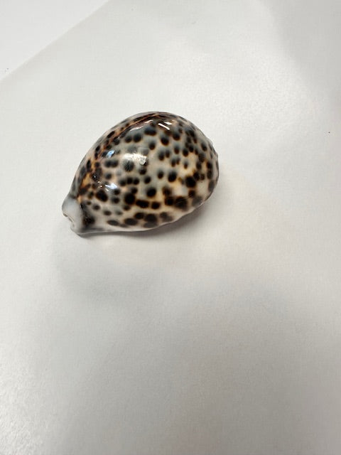 SEA SHELLS - ASSORTED