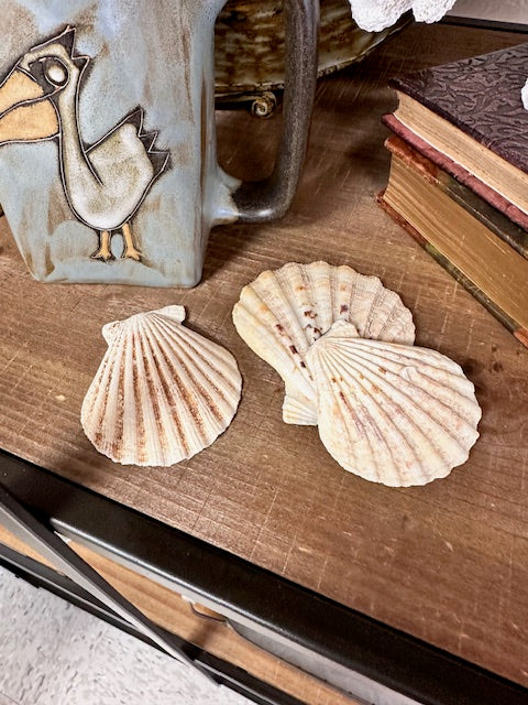 ASSORTED SHELLS - VARIETY