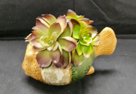 FUN FISH CONTAINER WITH SUCCULENT PLANT