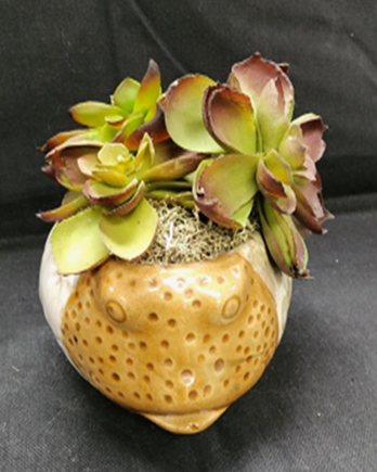 FUN FISH CONTAINER WITH SUCCULENT PLANT